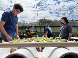 estudantes com mudas de alface.
